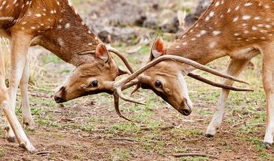 Bandhavgarh com Taj Mahal — 4