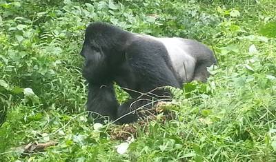 Safari de Primatas em Uganda 7D/6N — 2