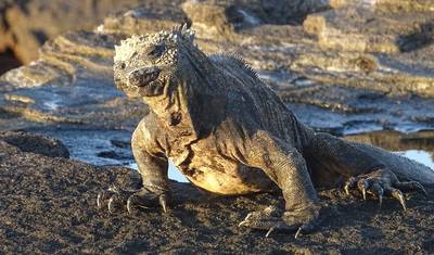 Complete Galápagos - Eden — 4