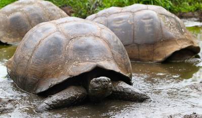 Galápagos Completo - Eden — 5