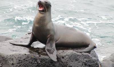 Complete Galápagos - Eden — 5