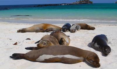 Galápagos — Ilhas Ocidentais e Centrais a bordo do Eden — 3