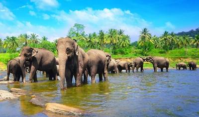 Sri Lanka w pigułce, Prywatna wycieczka — 4