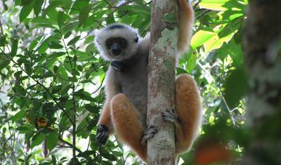 Expedição aos Tsingy de Bemaraha — 3