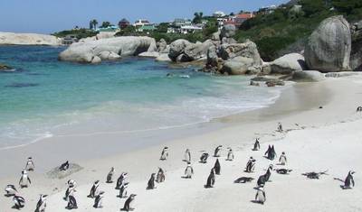 Cidade Mãe Cidade do Cabo, 5 Dias - Mergulho com Tubarões em Gaiola & Tour de Safari Aquila & Península do Cabo & Degustação de Vinhos & Ilha Robben — 5