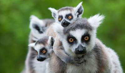 Aventura em Madagascar — 2