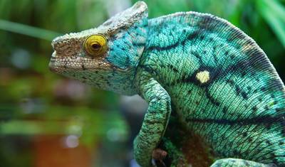 Aventura em Madagascar — 4