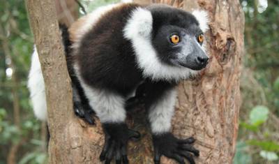 Aventura em Madagascar — 3