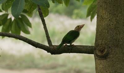 Caminhada a Poon Hill e Excursão ao Parque Nacional de Chitwan — 3