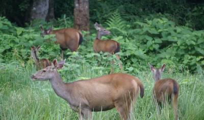 Caminhada a Poon Hill e Excursão ao Parque Nacional de Chitwan — 4