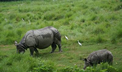 Caminhada a Poon Hill e Excursão ao Parque Nacional de Chitwan — 5