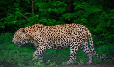 O Mais Vendido da Índia: Excursão de Luxo Privada de 6 Dias ao Triângulo Dourado com Safári de Tigre em Ranthambore e Safári de Leopardo em Jhalana — 5