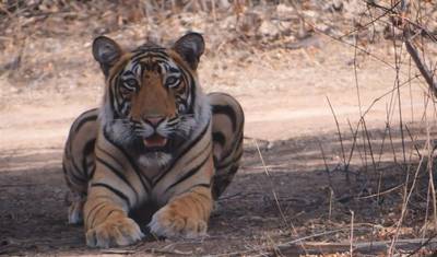 O Mais Vendido da Índia: Excursão de Luxo Privada de 6 Dias ao Triângulo Dourado com Safári de Tigre em Ranthambore e Safári de Leopardo em Jhalana — 3