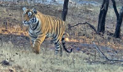 O Mais Vendido da Índia: Excursão de Luxo Privada de 6 Dias ao Triângulo Dourado com Safári de Tigre em Ranthambore e Safári de Leopardo em Jhalana — 4