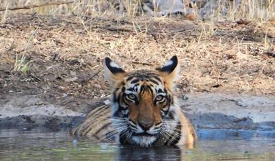 O Mais Vendido da Índia: Excursão de Luxo Privada de 6 Dias ao Triângulo Dourado com Safári de Tigre em Ranthambore e Safári de Leopardo em Jhalana — 2