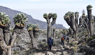 Wspinaczka na Kilimandżaro Szlakiem Machame 7 Dni 6 Nocy — 3