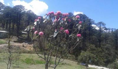 Druk path trek with culture tour - 10 Days — 2