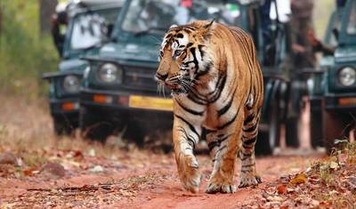 Taj Mahal i tygrysy – 7-dniowa wycieczka po Złotym Trójkącie w Indiach z Ranthambore — 2