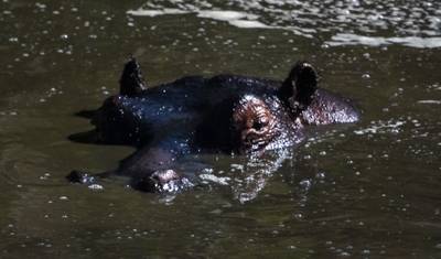 Safari de 4 Dias no Masai Mara com Orçamento Limitado - Compartilhado — 5