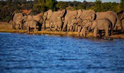 Cruzeiro Safari ao longo do Rio Zambeze - África do Sul, Botsuana, Namíbia, Zimbábue com estadia prolongada na Península do Cabo (cruzeiro porto a porto) (17 destinos) — 3