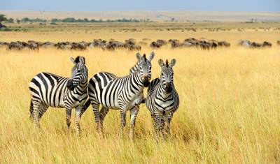Cruzeiro Safari ao longo do Rio Zambeze - África do Sul, Botsuana, Namíbia, Zimbábue com estadia prolongada na Península do Cabo (cruzeiro porto a porto) (17 destinos) — 2