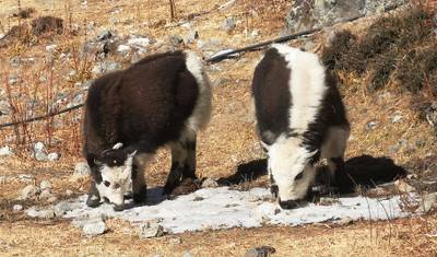 Idealny Trekking w Dolinie Langtang — 5