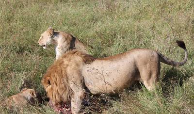 Safari de 3 Dias e 2 Noites pela Vida Selvagem de Mikumi de Trem SGR — 5