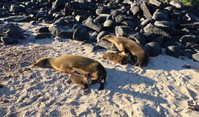8 Dias Multiesportivo em Galápagos — 2