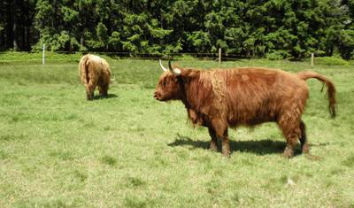 Caminhada pelas Montanhas Gigantes — 4