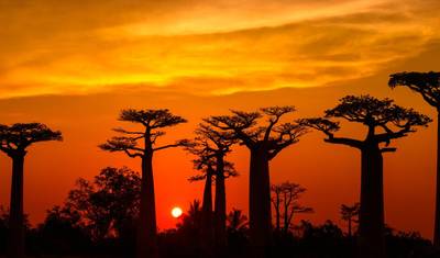 Odkrywanie i splendor Madagaskaru — 2