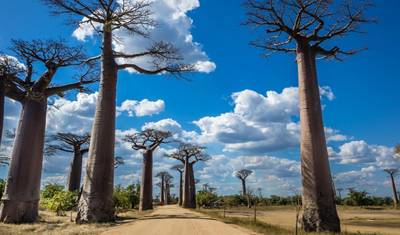 Odkrywanie i splendor Madagaskaru — 5