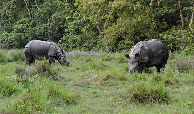 Excursão Pacote Selva de Chitwan - 3 Noites 4 Dias — 3