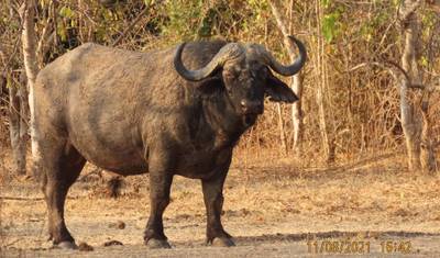 4 Dias de Escapada em Hwange e Cataratas Vitória — 3