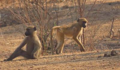 4 Dias de Escapada em Hwange e Cataratas Vitória — 4