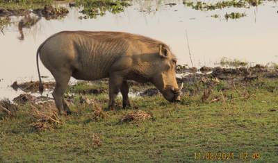4 Dias de Escapada em Hwange e Cataratas Vitória — 5