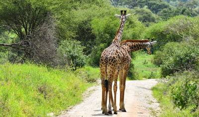 Najważniejsze atrakcje safari w Tanzanii — 3