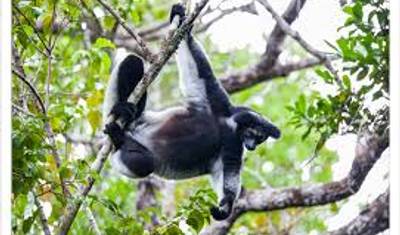 Wschodni skarb Madagaskaru — 2