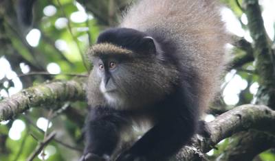 Safari de 3 Dias para Trekking de Gorilas e Macacos Dourados em Uganda — 3