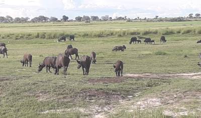 Cataratas Vitória, Hwange e Chobe — 4