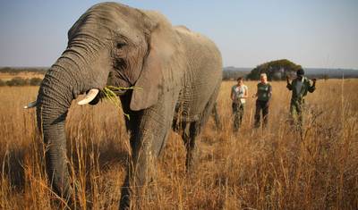 شلالات فيكتوريا، Hwange و Chobe — 4