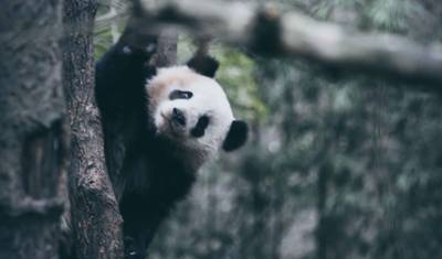 Viagem de Bicicleta de 9 Dias pelo Reino dos Pandas, Província de Sichuan, China — 2