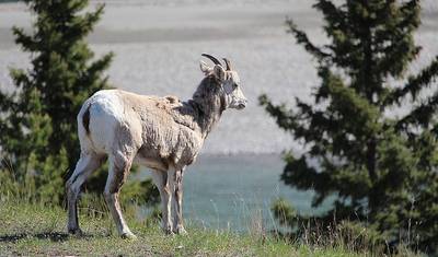 Canadian Rockies Express — 3