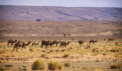 3-Day Marrakech to Erg Chigaga Desert Tour with Kasbahs — 4