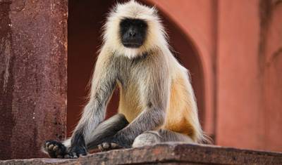 Triângulo Dourado com yoga em Rishikesh — 5