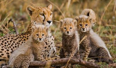 4-dniowe safari Big 5 w Parku Narodowym Krugera i trasa Panorama Route — 2