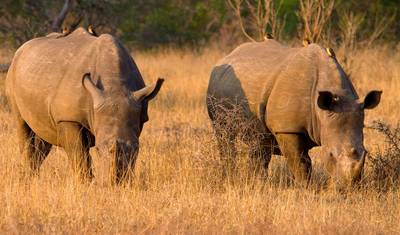 4-dniowe safari Big 5 w Parku Narodowym Krugera i trasa Panorama Route — 3
