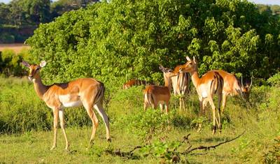 4-dniowe safari Big 5 w Parku Narodowym Krugera i trasa Panorama Route — 4