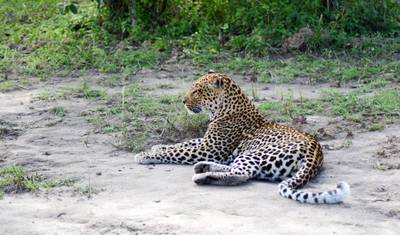 Safari de 4 Dias no Parque Nacional Queen Elizabeth — 2