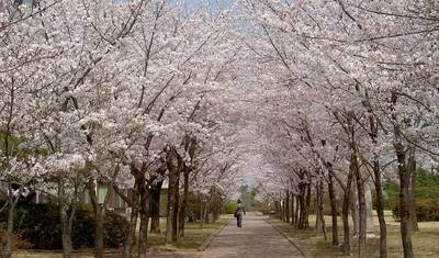 桜並木を歩く - プライベート出発のみ — 5