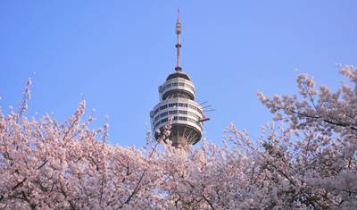桜並木を歩く - プライベート出発のみ — 2